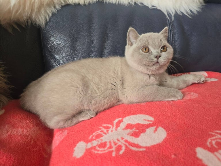 image for Stunning British Shorthair Kittens