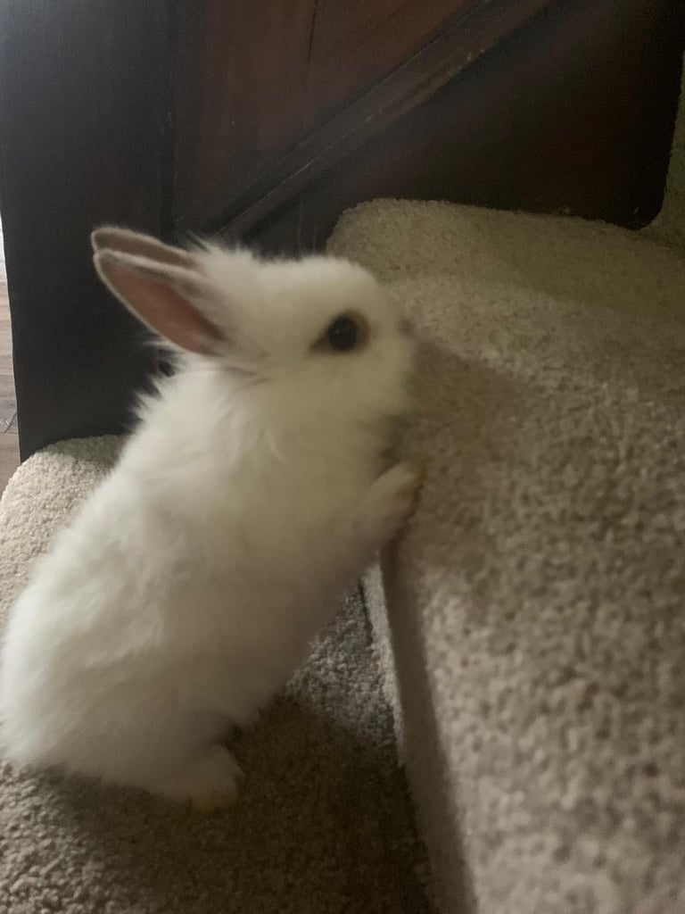 Dwraf Buinnes for Sale 