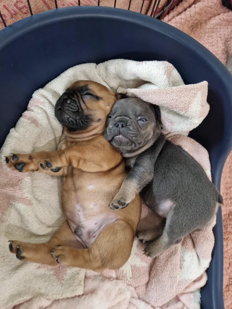Full pedigree French bulldog puppies
