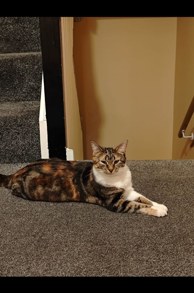 1 year old female Cat 