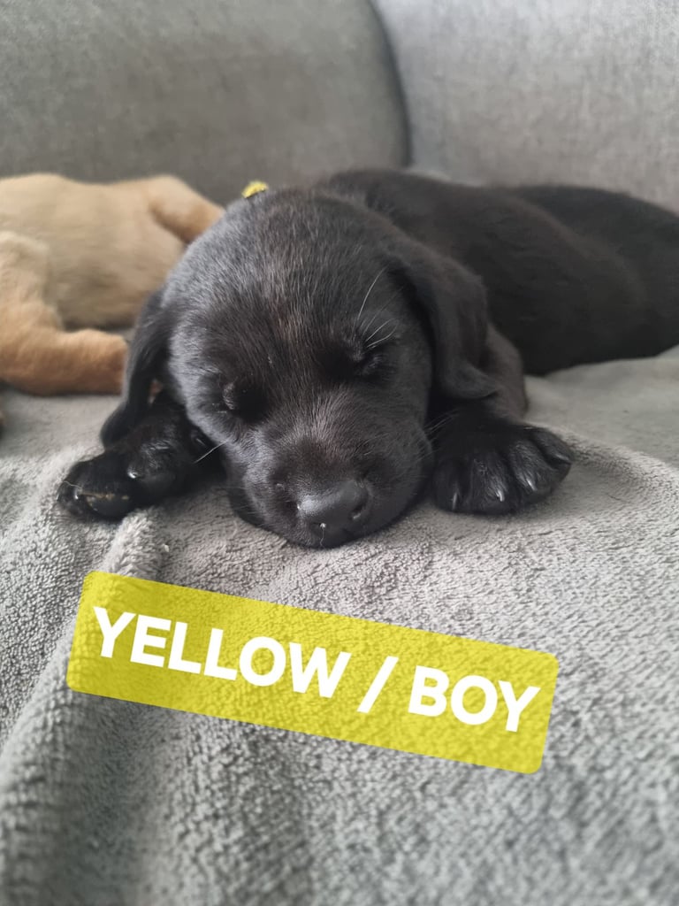 *x1 Beautiful Boy RTG Now !* 🐾 