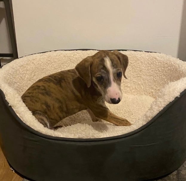 Saluki grey hound pup