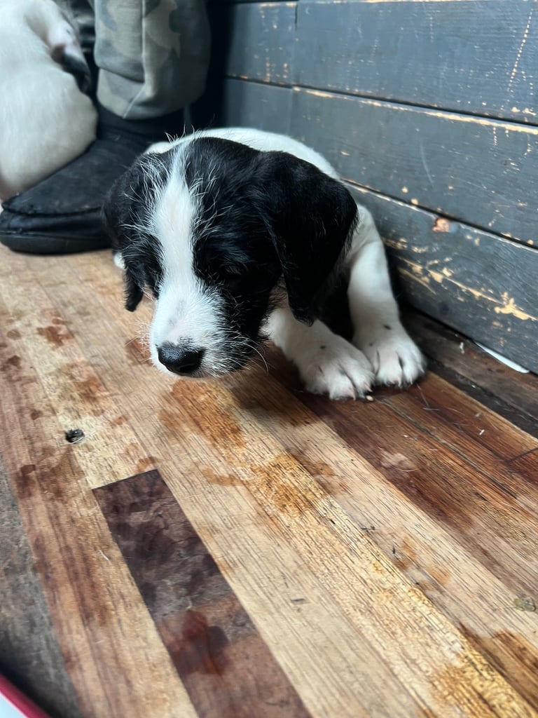 Old Tyme English Bulldog x Sproodle Puppy - Girl