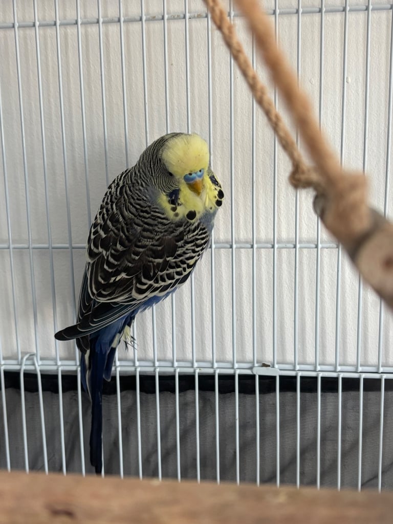 2 budgies for sale 