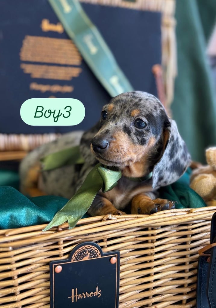 Mini/standard dachshund 