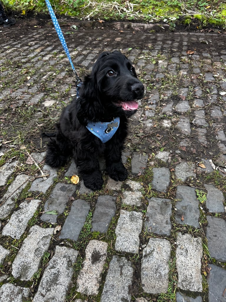Male English show cocker spaniel 