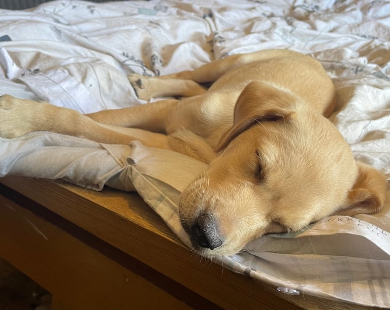 Beautiful Golden Labrador pup (non-KC)(last pup)