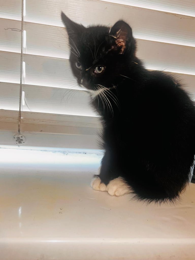 Kitten