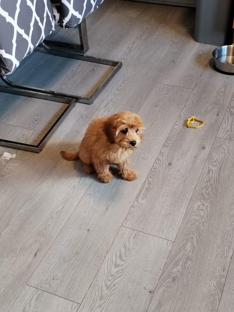 Cavapoos 