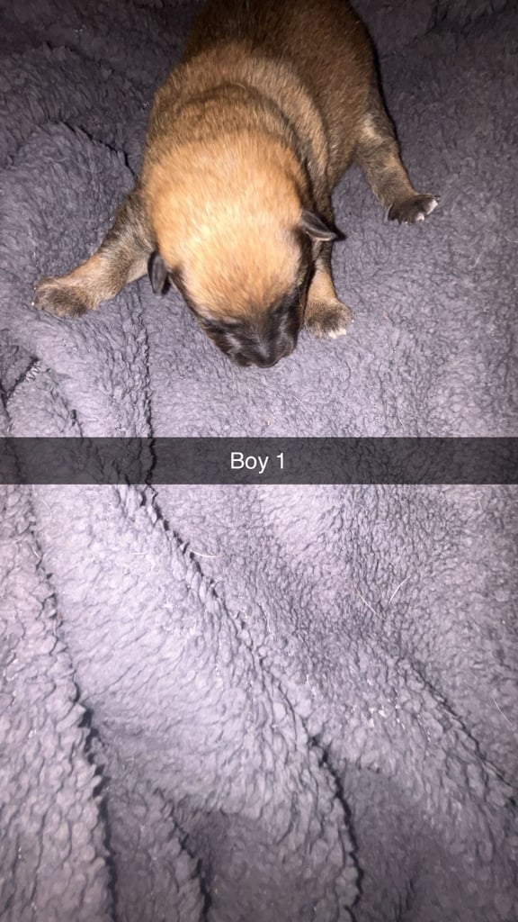 image for Collie shepherd puppies