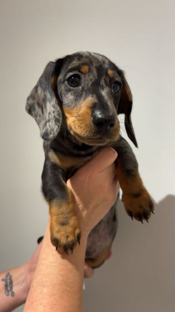 Miniature smooth hair dapple Dauchshund 