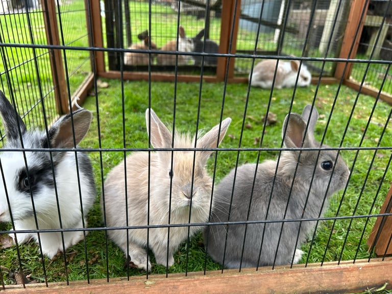 Super Cute Mixed Breed Rabbits