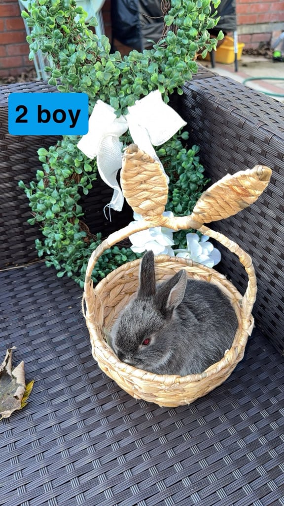 2 baby rabbits looking for their forever homes