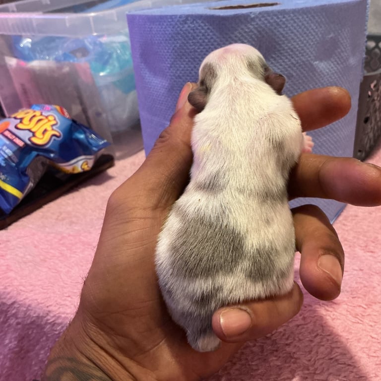 ✨15 Beautiful French Bulldog Puppies ✨