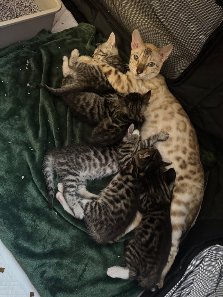 Maine coon cross Bengal kittens ready now 