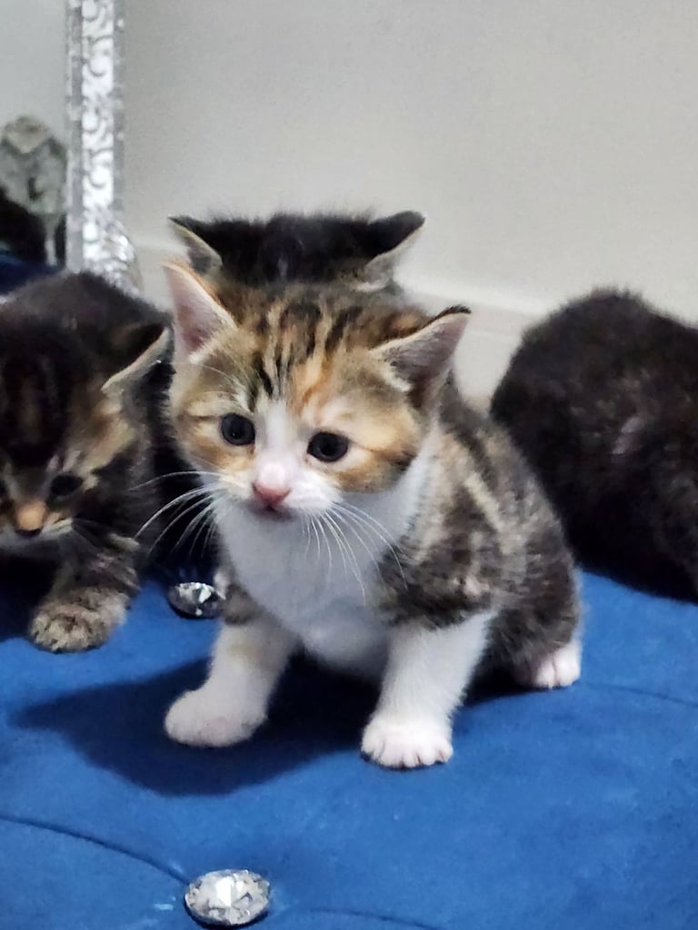 Gorgeous British Kittens For Sale 