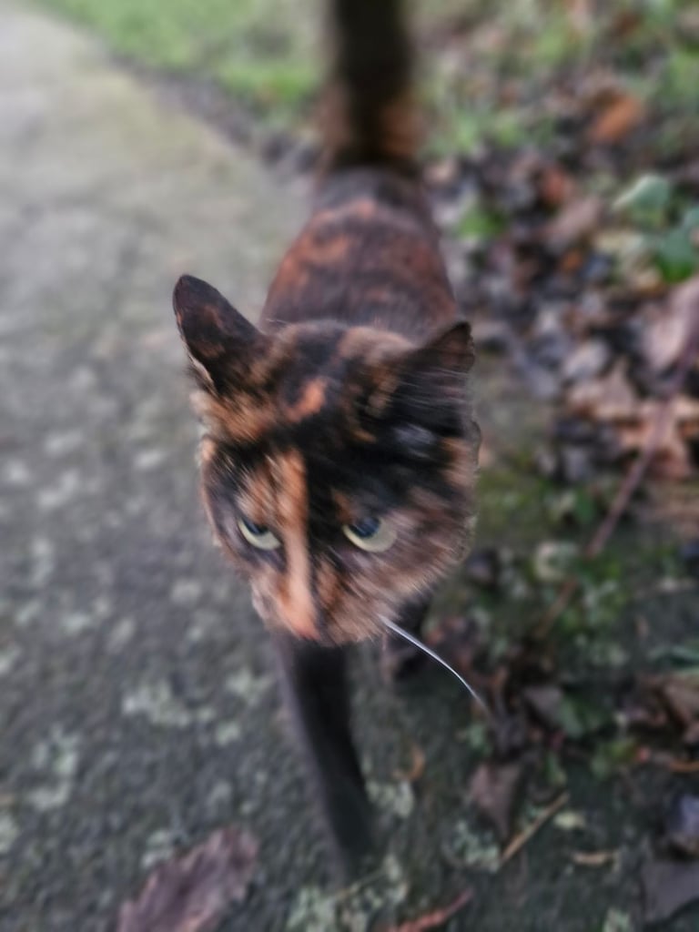 BEAUTIFUL TORTY SAGE 