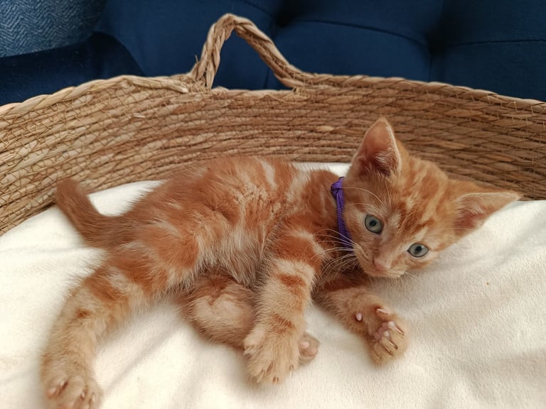 Adorable Kittens - domestic shorthair