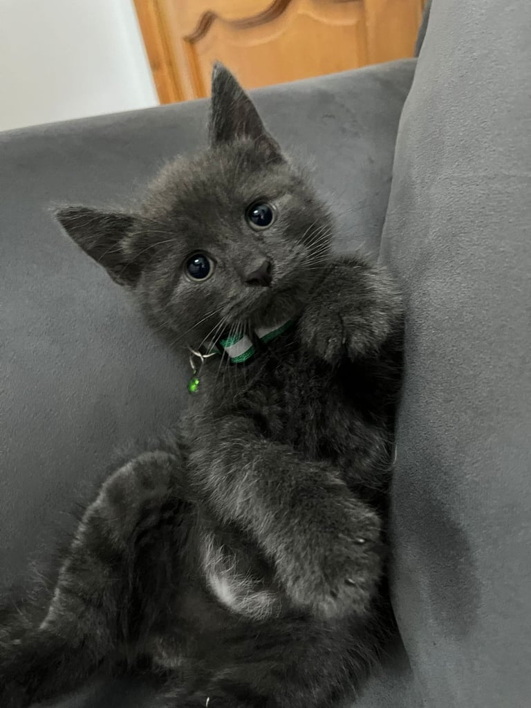 Male kitten for sale 8weeks b