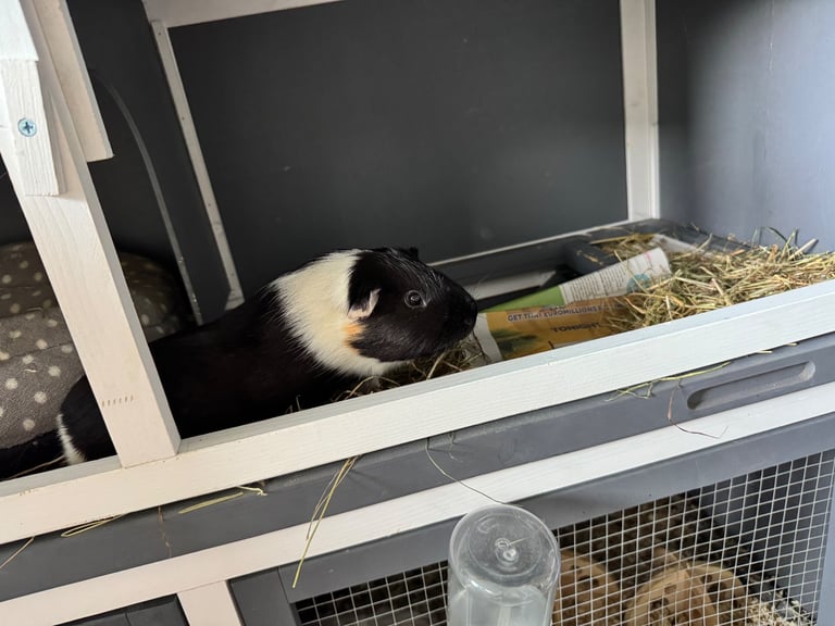 2x male guinea pigs for adoption 