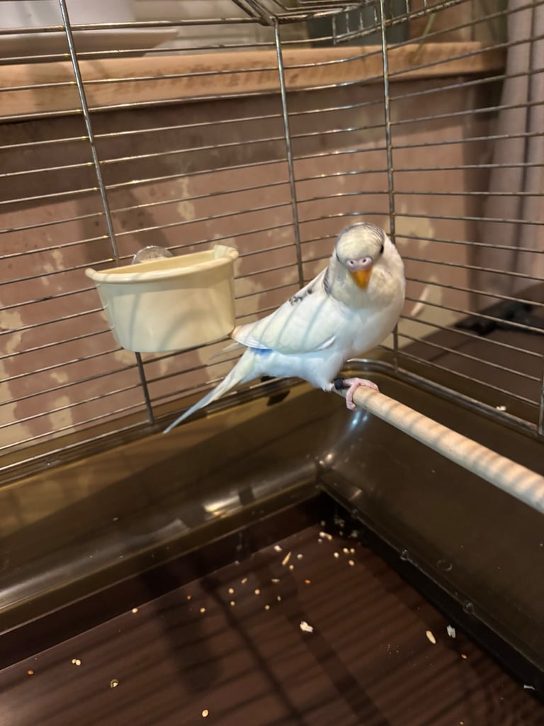 Hand tame budgie & set up 