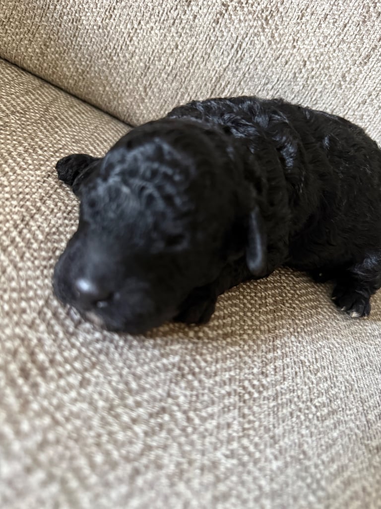 Cockapoo 