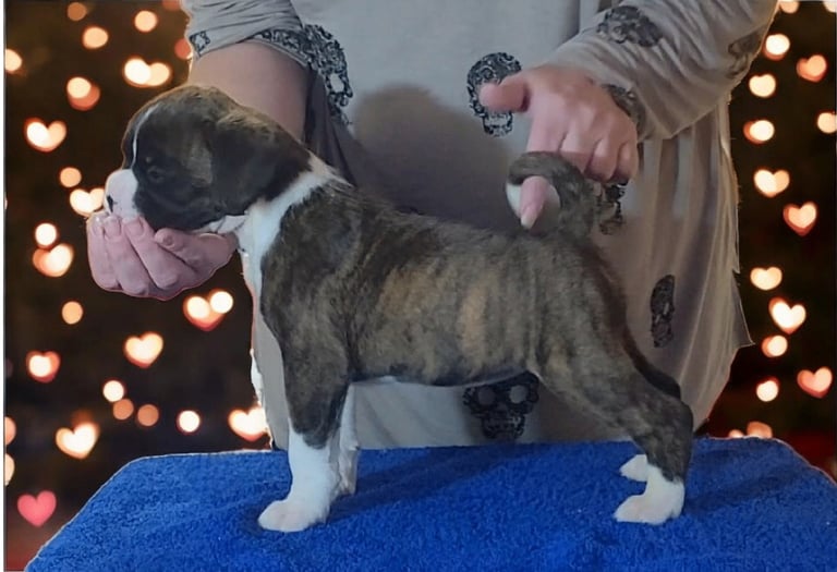KC Boxer Puppies