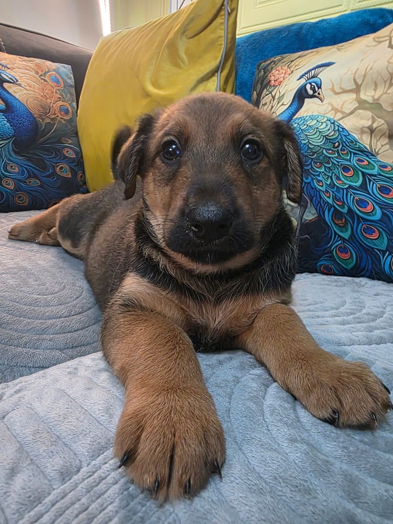 Belgian malinois x Aierdale terrier