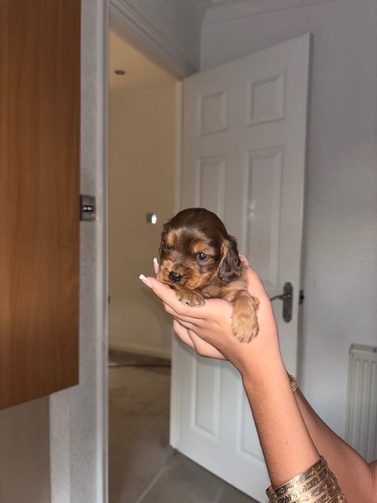 Full show type puppy 