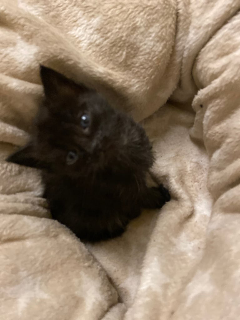 Black kitten