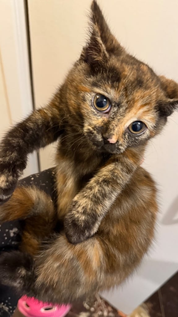 Kittens