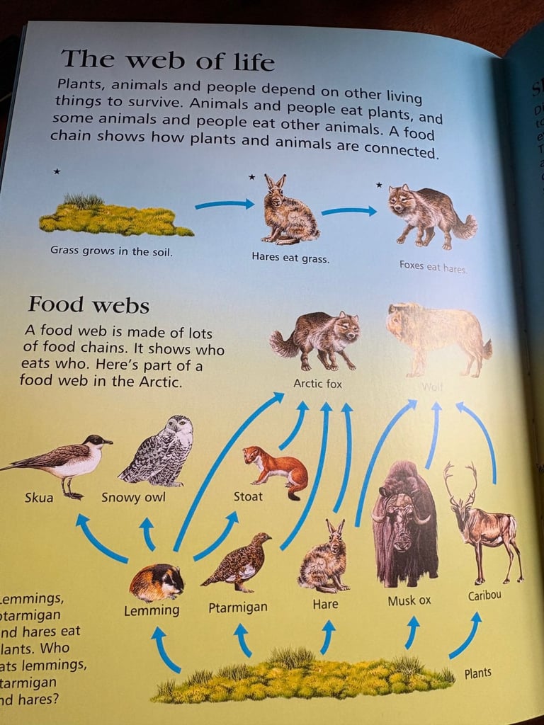 Usborne First Encyclopedia of our World 🌎