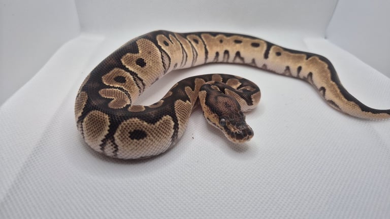 image for Ball pythons for sale