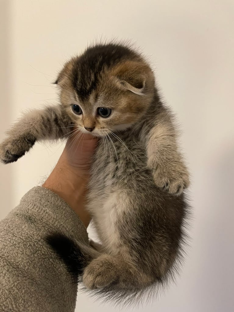 Munchkin cat top for sale gumtree
