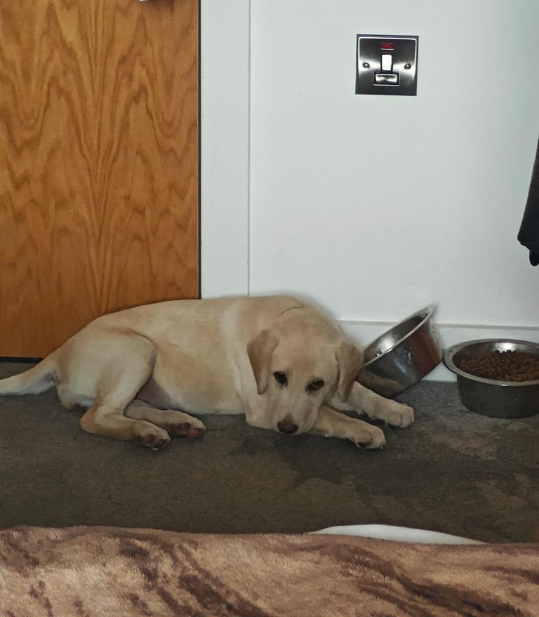 Beautiful Labrador puppy 🐶 