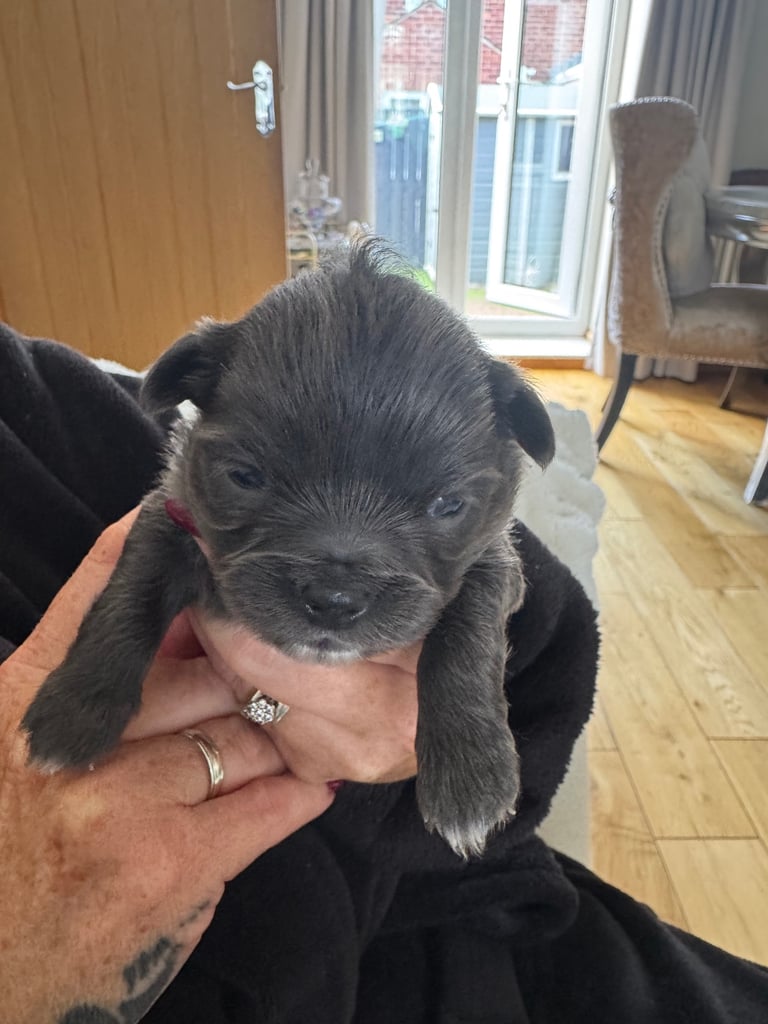 Beautiful Teddy Bear chihuahua looking for his forever home 