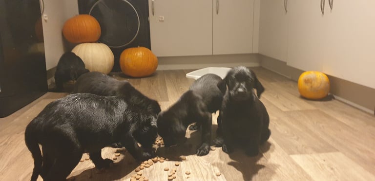 Reducrd* 11 KC reg, labrador retrievers, 10weeks old.