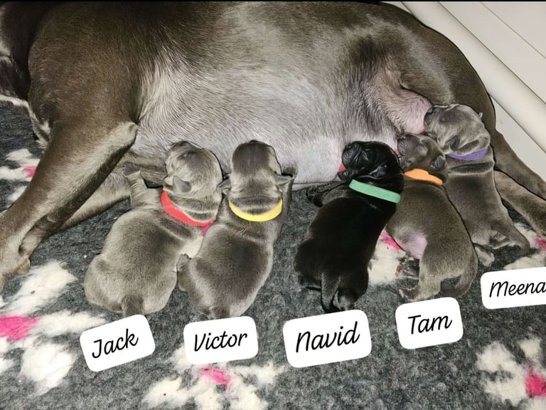 Ch Rampage grand pups