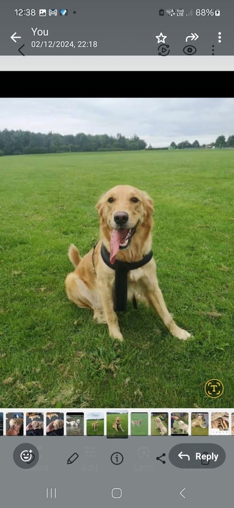 Golden retriever puppies 