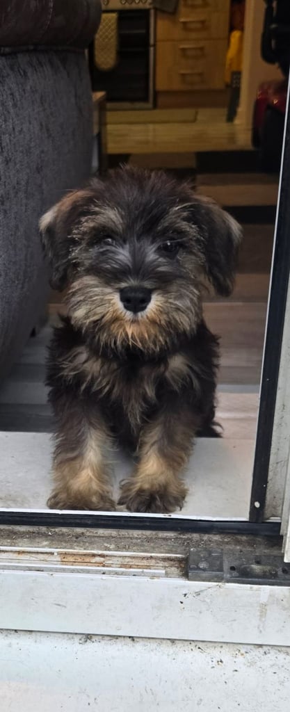 Adorable Miniature Schnauzer Puppies for Sale 