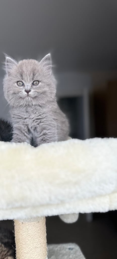 British short hair kittens for sale 