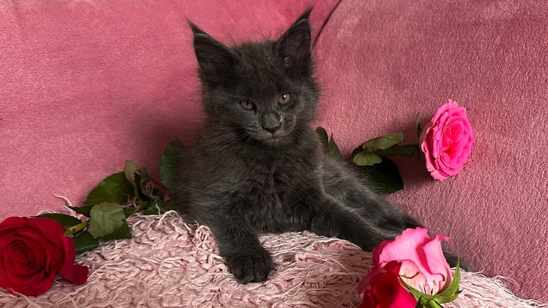 3  Pedigree Maine Coon Kittens Looking For Their Forever Home