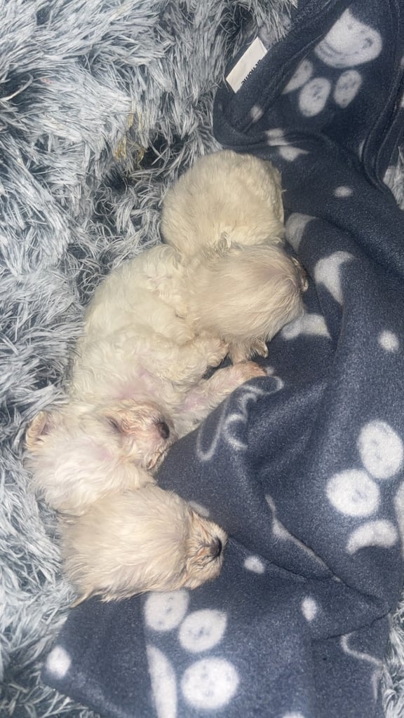 image for Maltese puppies 