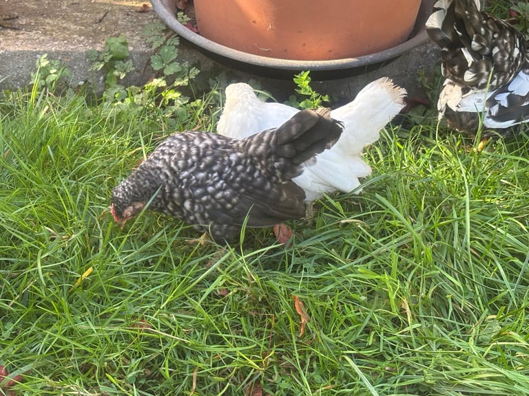 Serama young pair