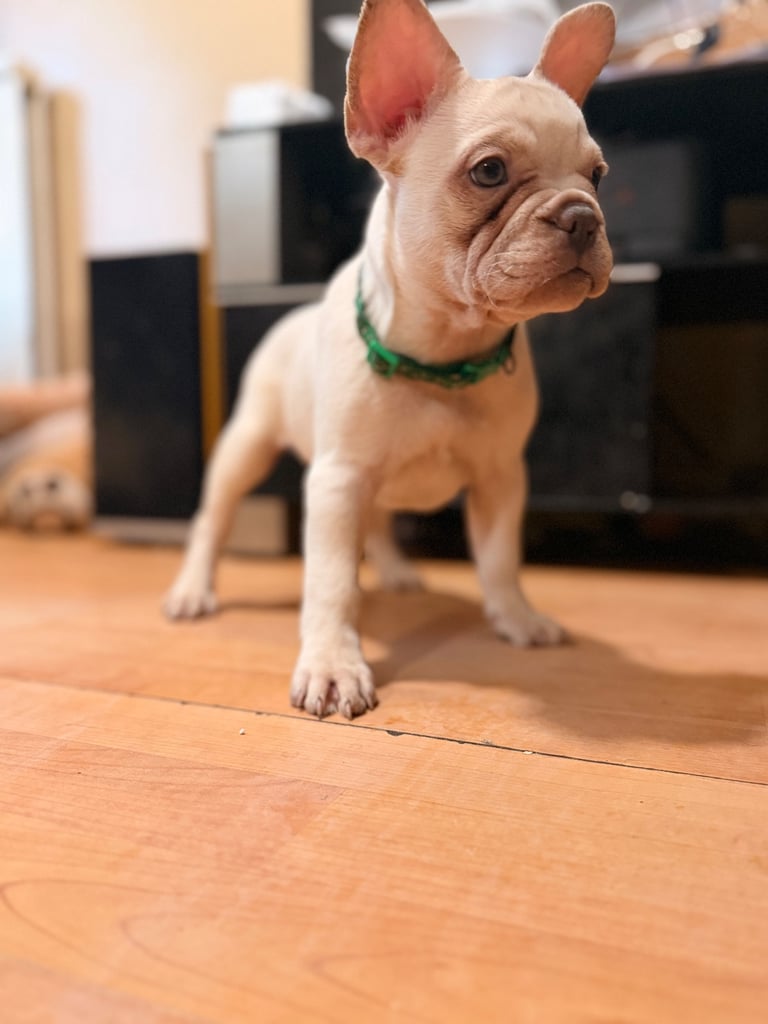 Beautiful White Frenchies READY NOW