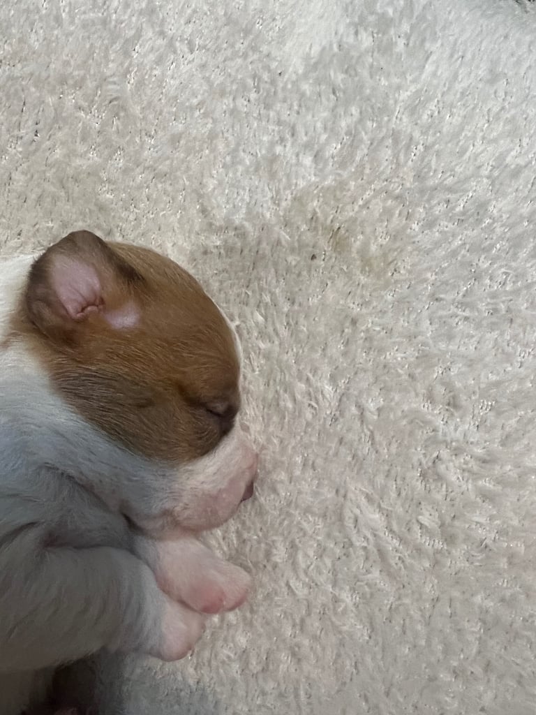 Jack Russell puppies