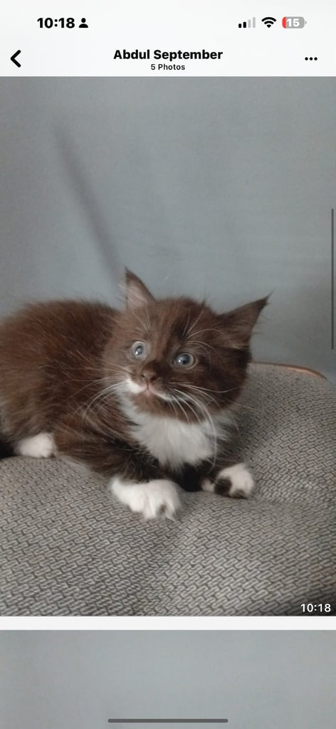 Beautiful mixed kittens only one left to perfect homes.