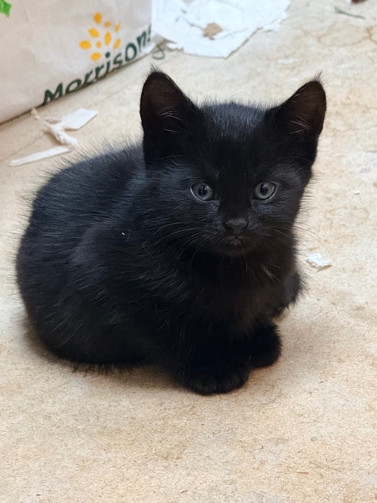 5 BSH-Mixed Kittens For Sale