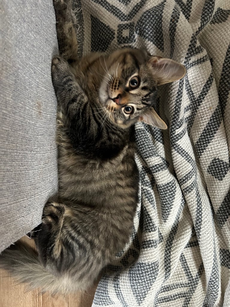 Male Kitten 15 weeks old in need of a new home 