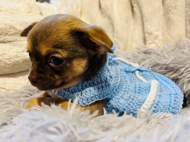 Pure chihuahua girls 